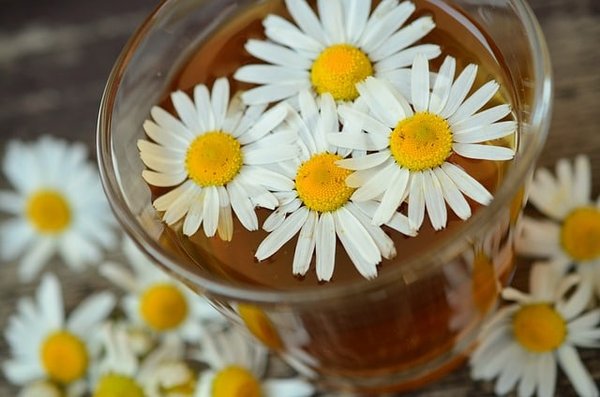 Découvrir les Plantes Médicinales : Un Guide pour Débutants