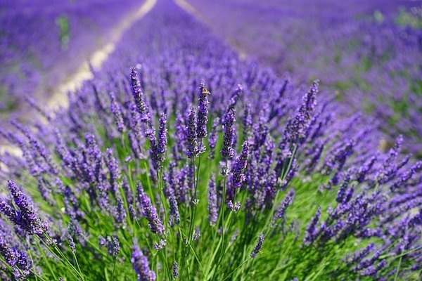 Les bienfaits insoupçonnés de l'aromathérapie : transcender le bien-être